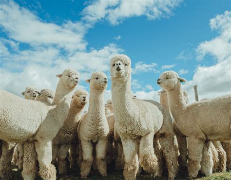 Desarrollo Sostenible Lana De Alpaca Y Otras Fibras Naturales Se Abren