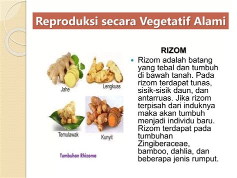 Sistem Reproduksi Tumbuhan Pptx