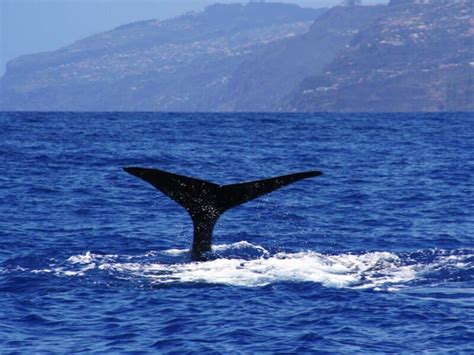 Dolphin & Whale watching tours in Madeira | Book Tickets