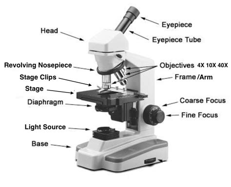 Identify The Parts Of Compound Light Microscope Quizlet Shelly Lighting