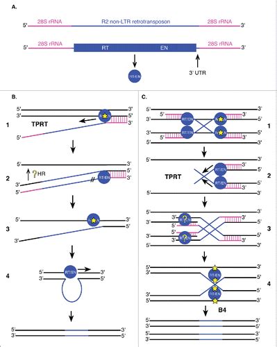 Full Article Transposable Elements In Drosophila