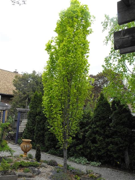 Fagus Sylvatica Dawyck Gold Upright Beech Tree Peat Free 3Ltr 75