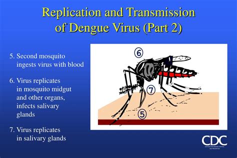 Ppt Dengue Powerpoint Presentation Free Download Id 370550