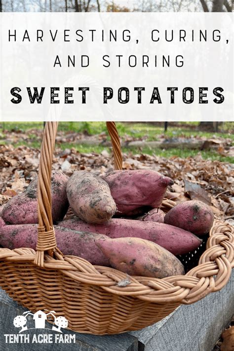 Harvesting, Curing, and Storing Sweet Potatoes - Tenth Acre Farm