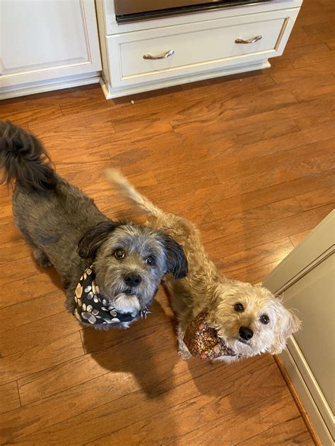 Jewish Atlanta Pets of 2025 - Atlanta Jewish Times