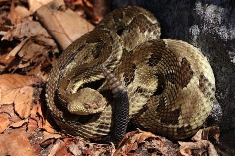 Timber Rattlesnake Facts, Description, Diet, and Pictures