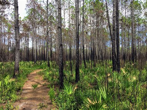 Point Washington State Forest - Seaside, Florida — UltraRunning ...