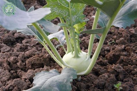 su hao cong dung bai thuoc chua benh luu  khi dung