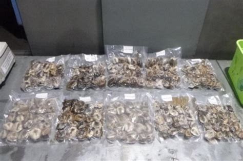 Иркутянина подозревают в контрабанде мускуса кабарги на 50 миллионов