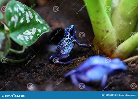 Dendrobates Azureus Blue Frog Stock Photo Image Of Dendrobates Color