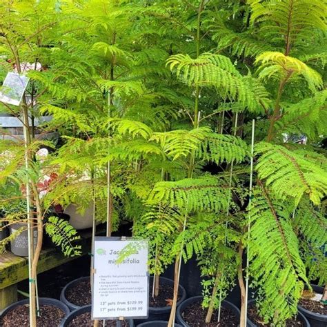 Trees Wombat Gully Plant Farm Geelong