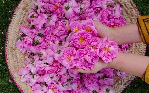 Celebrate Spring At Saudi Arabia S Taif Rose Festival Fact Magazine