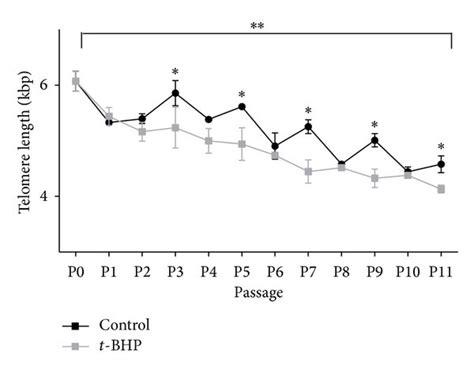 A Telomere Length And B Telomerase Activity In Human Fibroblasts