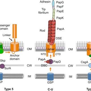 Schematics Of Class II Assembly Pathways Type 2 Secretion Systems