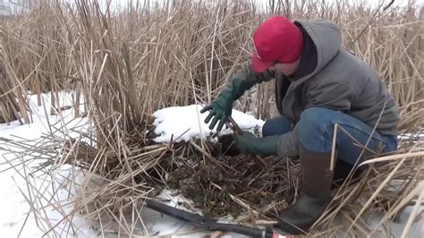 Winter Muskrat Trapping How To Trap Muskrats In The Winter Youtube