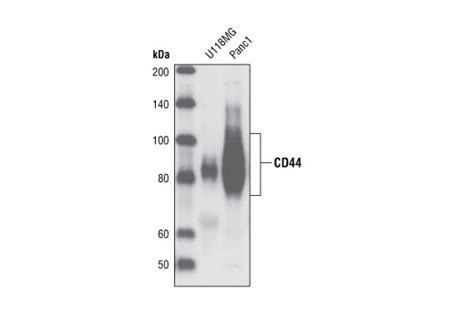 Cd44 Antibody Cell Signaling Technology