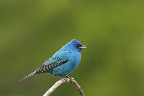 Indigo Bunting Song Of America