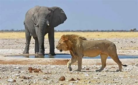 Elephant vs Lion: Who Will Win the Fight? • Support Wild