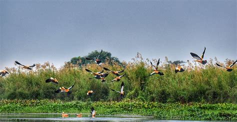 The Ruddy Shelduck - A Rowdy And Rusty-Looking Duck