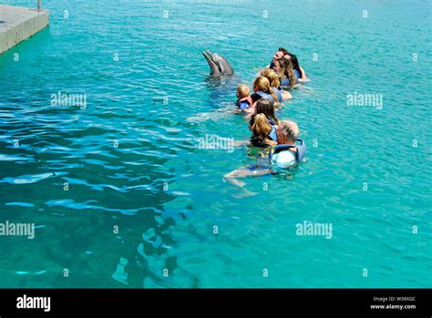 Swimming With The Dolphins At Blue Lagoon Island Near Nassau Bahamas A Shore Excursion From