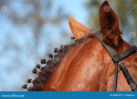 Chestnut Horse Mane Close Up Stock Image - Image of braided ...