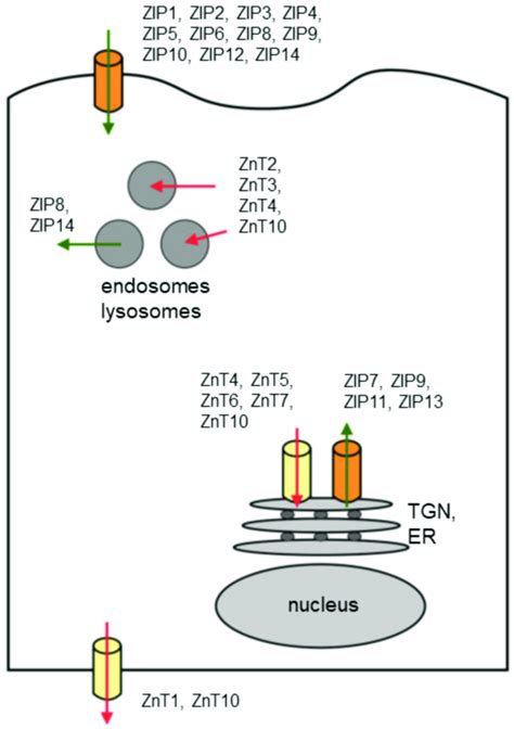 Zinc Transporters And Their Subcellular Localization Subcellular