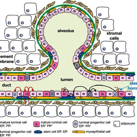 Schematic Model Of The Human Breast Epithelial Hierarchy And Potential Download Scientific