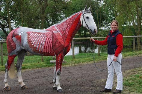 Understanding Muscles And Fascia Horses Inside Out