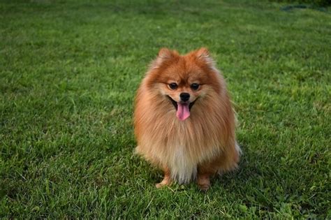 15 Pomeranian Mixed Breeds: An Overview (With Info & Pictures) | Hepper