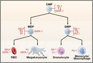 Hematopoiesis An Evolving Paradigm For Stem Cell Biology Cell