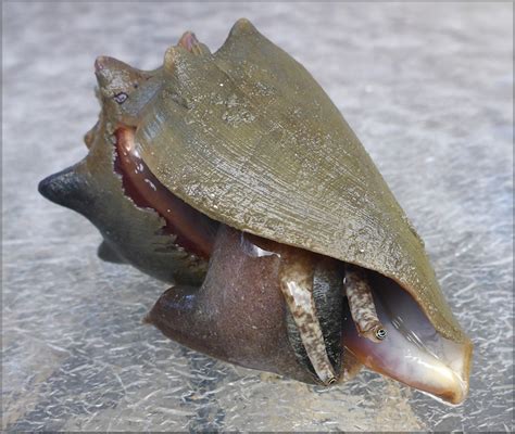 Strombus Alatus Gmelin Florida Fighting Conch Juvenile