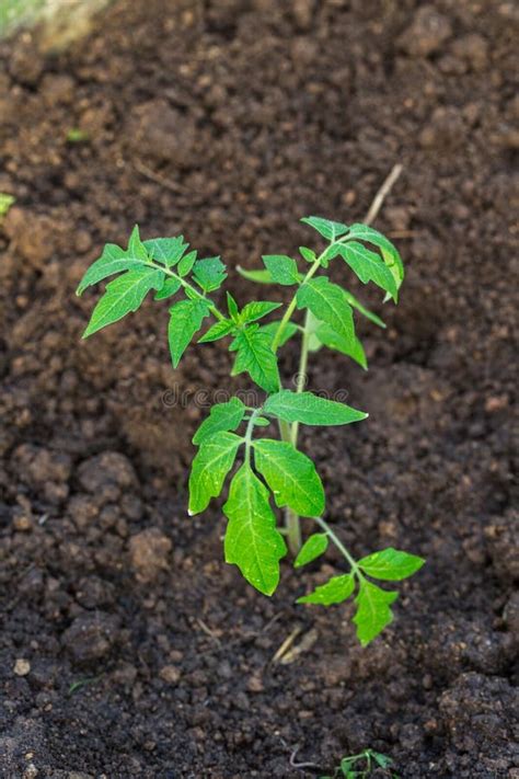 Nuevo Brote Del Tomate En Suelo Foto De Archivo Imagen De Suelo