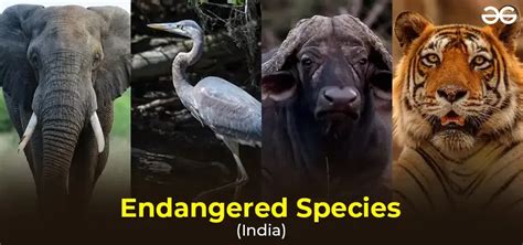 Top 10 Endangered Animals In India Endangered Species 50 Off