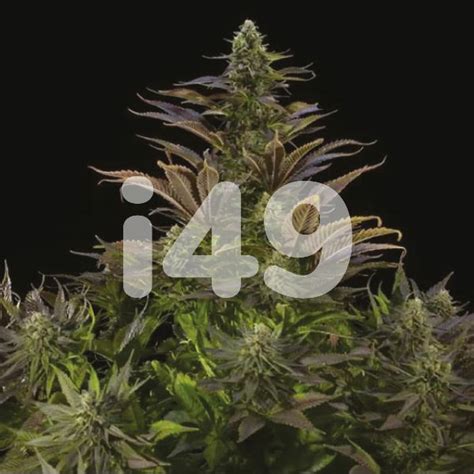 Buy Blue Cheese Feminized Cannabis Seeds I49 USA