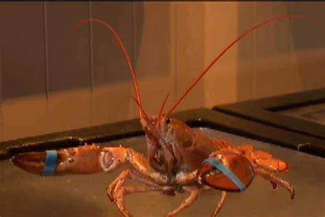 Watch: Rare orange lobster found in shipment at Arkansas restaurant ...