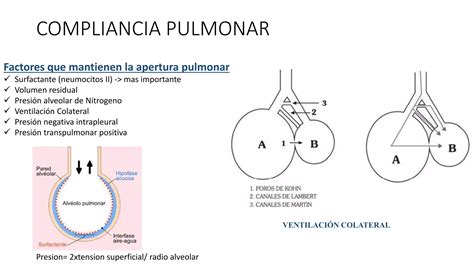 Fisiología respiratoria pptx