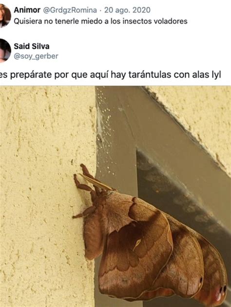 La Verdad Detrás De Las “tarántulas Con Alas” Que Se Viralizaron En Redes