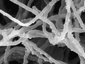 Phanerochaete chrysosporium - microbewiki