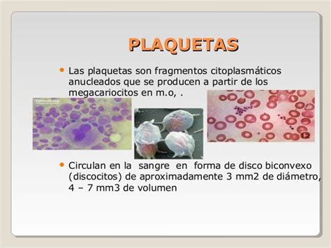 Tejido Sanguineo Histologia