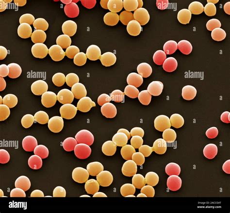 Enterococcus Faecalis Farbige Scanning Electron Micrograph Sem Von