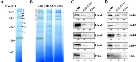 Blue Native Page Profile And Immunoblot With Antibodies Against