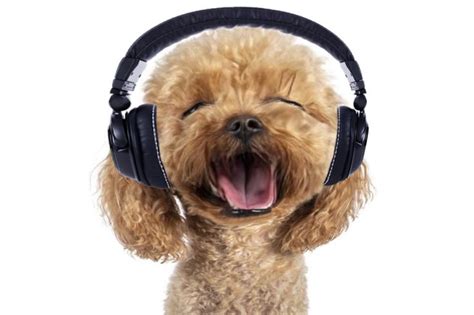 Dog with headphones