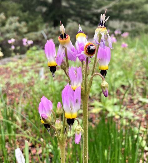 Take a Tour of a Botanical Garden Filled With California Native Plants ...