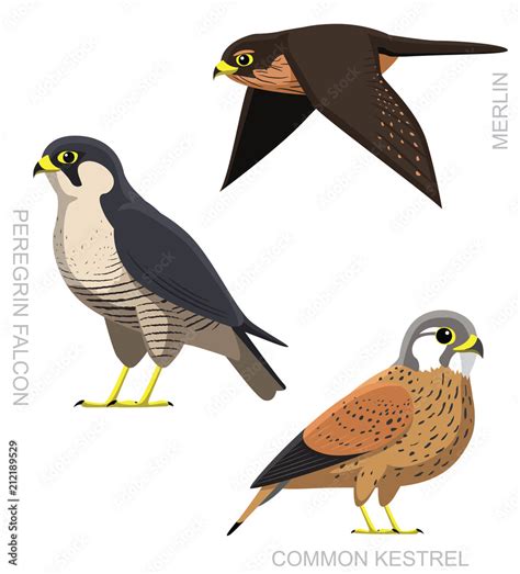 Bird Falcon Set Cartoon Vector Illustration Stock Vector | Adobe Stock