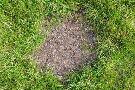 Hoe Kun Je Kale Plekken In Je Gazon Herstellen Tijd Voor Je Tuin