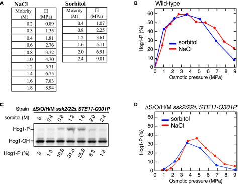 Osmostress Enhances Activating Phosphorylation Of Hog1 Map Kinase By