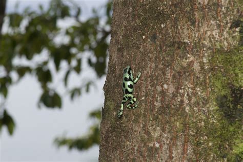 Dendrobates auratus - Frogs & Co