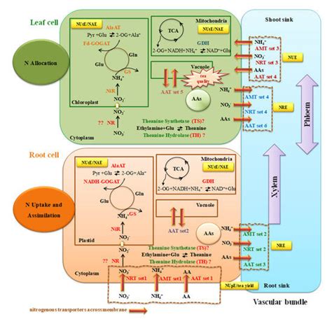 Plants Special Issue Amino Acid Translocation Transport And Transporters In Plants