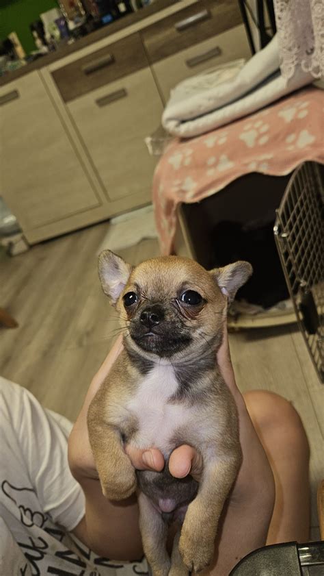 Chihuahua Piekny Piesek Dobroso Owo Trzecie Olx Pl