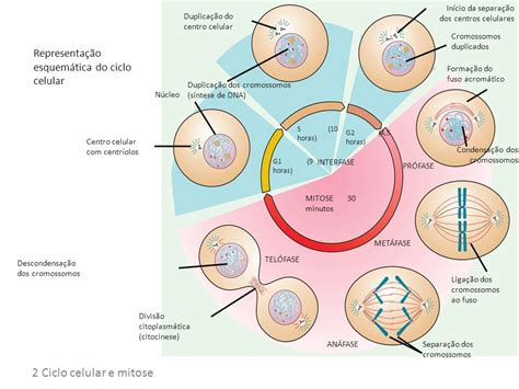 Ciclo Celular Mapa Conceptual